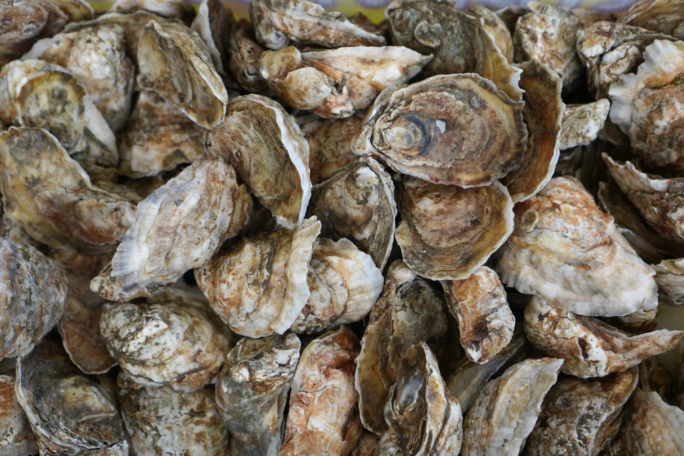 Whole oysters from Off the Hook Catering