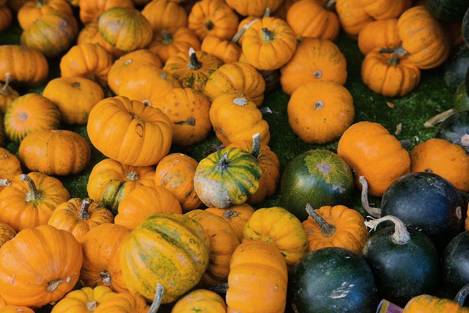 Orange pumpkins and green squash arranged in a colourful autumn harvest display